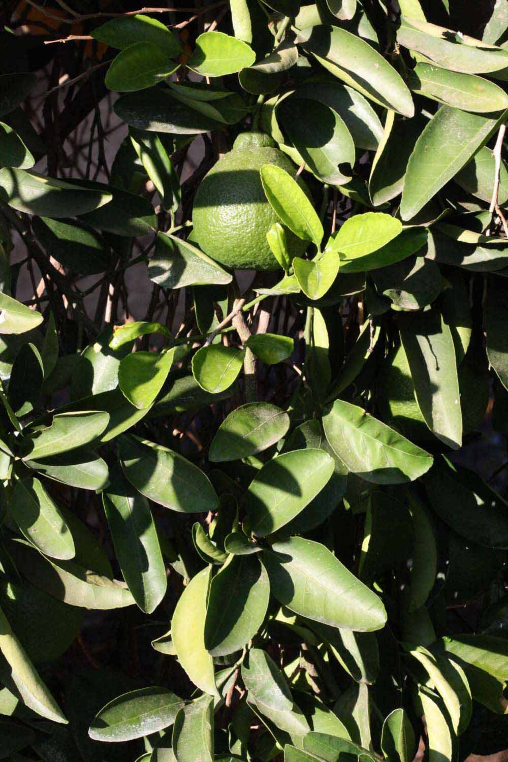              Sun leaves (Riverside, CA)       